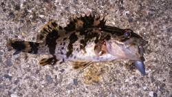 泉佐野ライトゲームランガン　タケノコメバル…