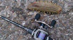 泉佐野ライトゲームランガン　タケノコメバルGET！