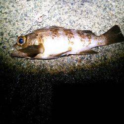 京丹後西部の旭にて雨の中でのメバリング釣行