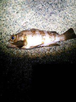 京丹後西部の旭にて雨の中でのメバリング釣行