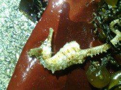 加太周辺でのメバリング釣果