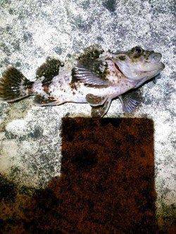 旭　少し寒さがある中でのメバリング釣行