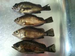 加太周辺でのメバリング釣果