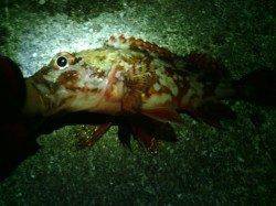 メバリングで田尻〜淡輪までランガンしてきました