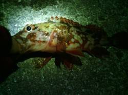 メバリングで田尻〜淡輪までランガンしてきま…