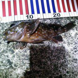 久美浜のメバリング〜メバル・ムラソイ・ガシラ