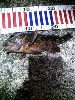 久美浜のメバリング〜メバル・ムラソイ・ガシラ