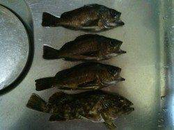 メバリングで田尻〜淡輪までランガンしてきました