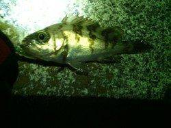 泉南方面５か所をメバリングでランガン