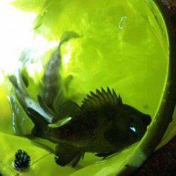 東二見人工島、ライトワインドでのメバル・ガシラ