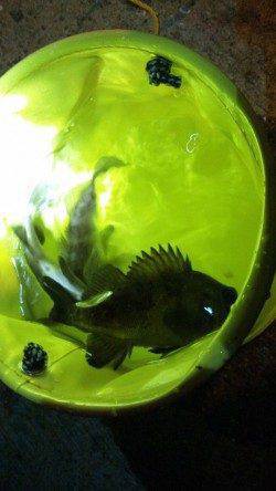 東二見人工島、ライトワインドでのメバル・ガシラ