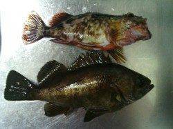 泉南方面５か所をメバリングでランガン