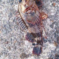 深日港メバリング、ベイトフィネスでガシラ