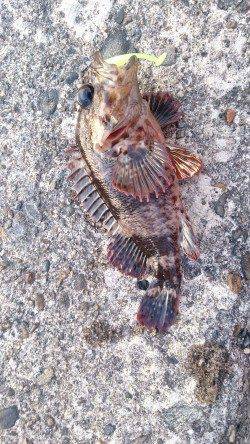 深日港メバリング、ベイトフィネスでガシラ