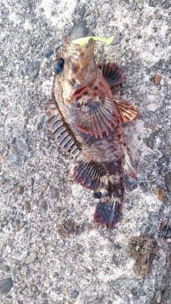 深日港メバリング、ベイトフィネスでガシラ