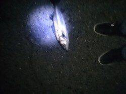 バチ抜け調査、一投目でシーバスHIT！