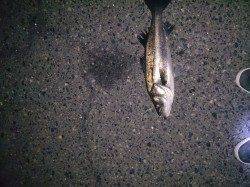 バチ抜け調査、一投目でシーバスHIT！