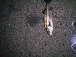 バチ抜け調査、一投目でシーバスHIT！