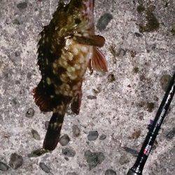 深日港メバリング、ベイトフィネスでガシラ