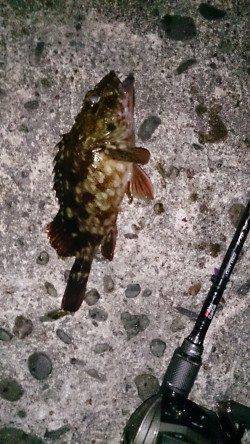 深日港メバリング、ベイトフィネスでガシラ