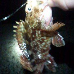 東二見人工島、ライトワインドでのメバル・ガシラ