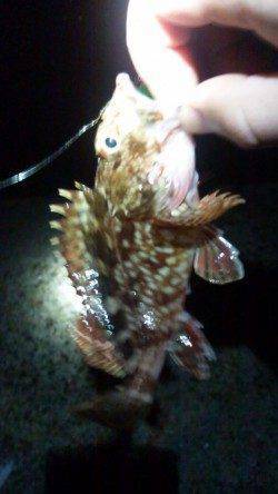 東二見人工島、ライトワインドでのメバル・ガシラ