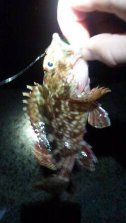 東二見人工島、ライトワインドでのメバル・ガ…