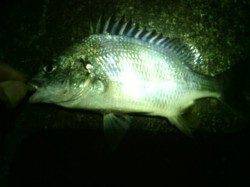 大阪南港、何とかガシラとキビレをゲット