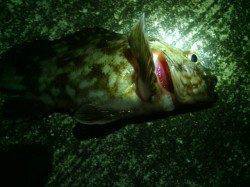 大阪南港、何とかガシラとキビレをゲット