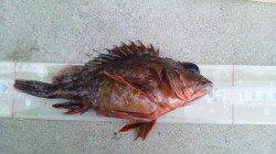 飾磨～広畑エリア、ライトワインドでメバル・ガシラ