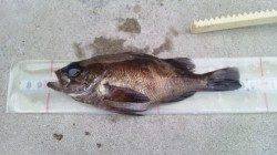 飾磨～広畑エリア、ライトワインドでメバル・ガシラ