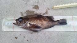 飾磨～広畑エリア、ライトワインドでメバル・…