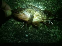 メバルを求めてランガン　〜28日、舞洲〜