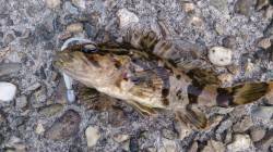 佐野川川尻のテトラに釣行してきました。