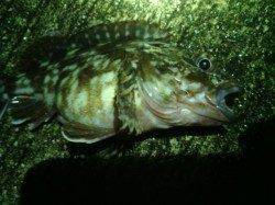 舞洲でメバリング〜ガシラとキビレに遊んでもらいました！