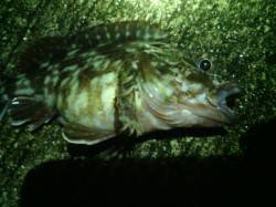 舞洲でメバリング〜ガシラとキビレに遊んでも…