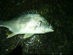 舞洲でメバリング〜ガシラとキビレに遊んでもらいました！