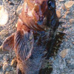 佐野川尻〜ガシラの活性上がって楽しめました!