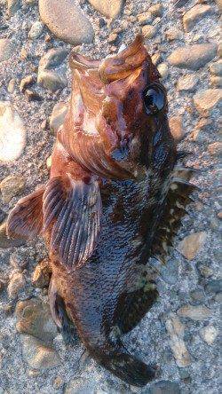 佐野川尻〜ガシラの活性上がって楽しめました!