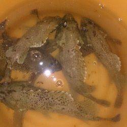 佐野川尻〜ガシラの活性上がって楽しめました!