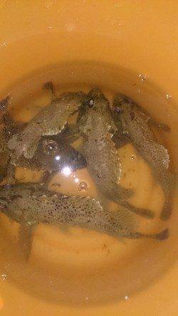 佐野川尻〜ガシラの活性上がって楽しめました!