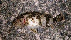 泉佐野漁港の根魚ゲーム、テンションフォールでタケノコメバル