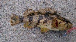 泉佐野漁港の根魚ゲーム、テンションフォールでタケノコメバル