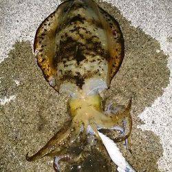 ぐぃぃー!!とアオリ特有の強い引き☆串本大島でのエギング