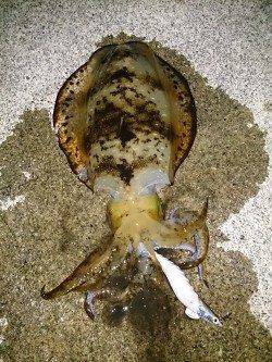 ぐぃぃー!!とアオリ特有の強い引き☆串本大島でのエギング