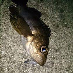 土生～古茂江にかけてのランガンメバリング！