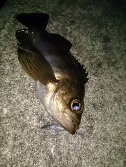 土生～古茂江にかけてのランガンメバリング！…