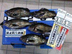 とっとパーク小島で半夜メバル、まだまだシーズンはこれから！