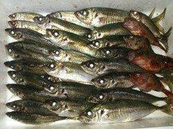 高砂港朝5時半に鯵祭りスタート！ 良型アジが30分4人で100匹