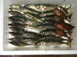 高砂港朝5時半に鯵祭りスタート！ 良型アジが30分4人で100匹